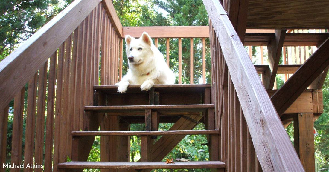 Big, Fluffy 'Avalanche of a Dog' Finally Has Room to Roam After a Life in a Crate