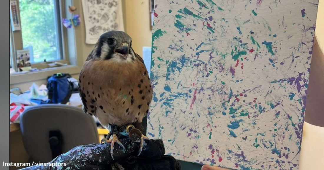 American Kestrel Finds New Wings as an Avian Artist