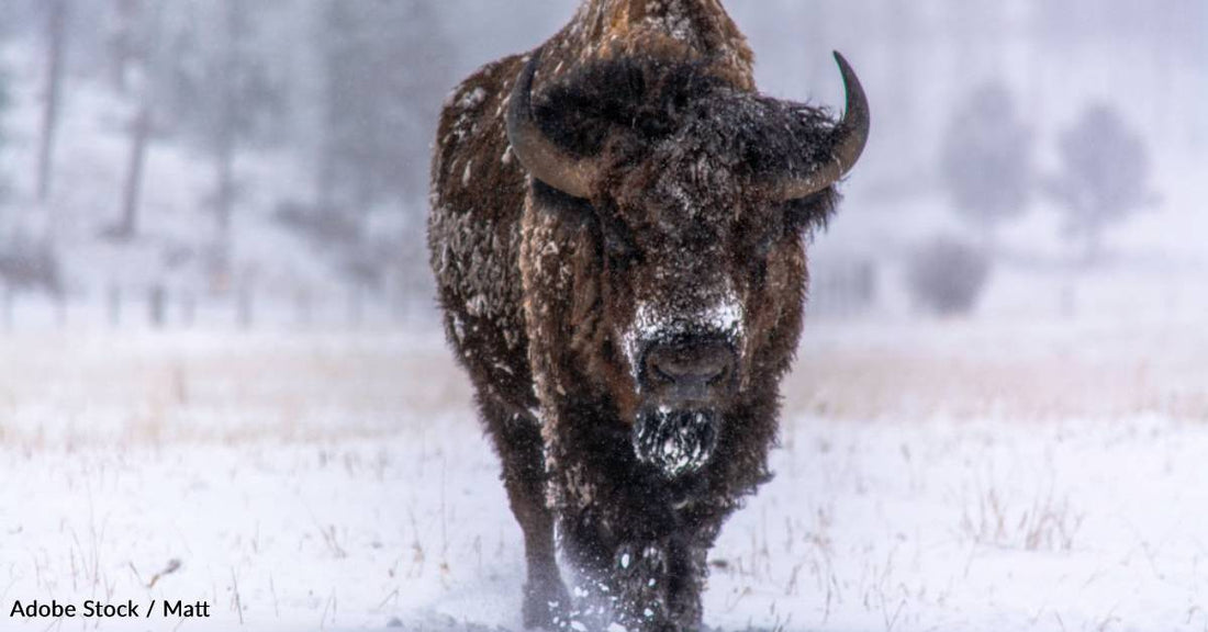 Bison Can Lose 200 Pounds During Mating Season, and Other Facts About Our National Mammal