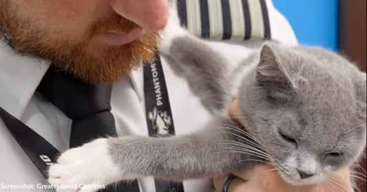 Pilot Adopts Kitten He Helped Fly Out of Hurricane Disaster Area