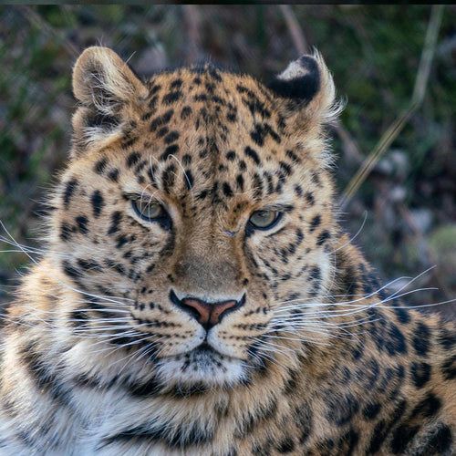 Save The Amur Leopard From Extinction