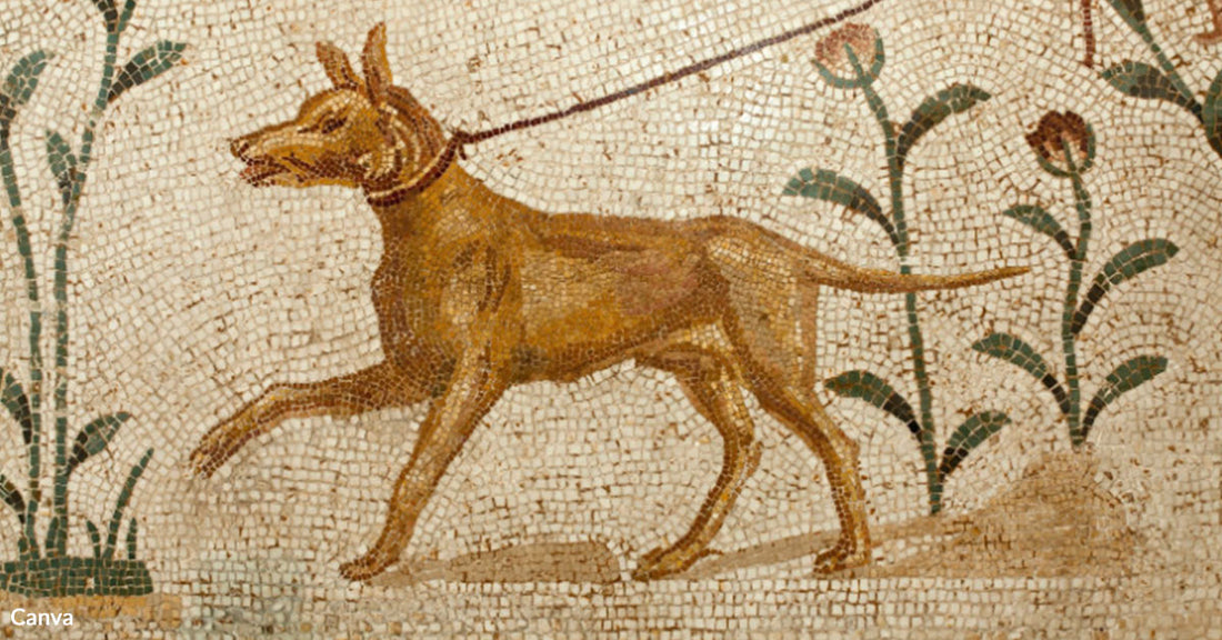  Ancient Roman mosaic depicting a leashed dog walking among stylized plants.
