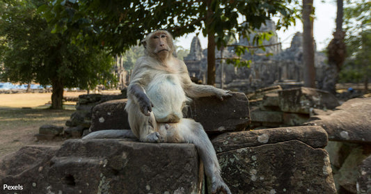 Angkor’s Monkeys Face Abuse as YouTubers Chase Viral Fame