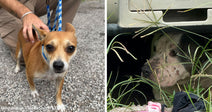 Split image showing a small tan dog on a leash beside an officer on the left and an injured dog hiding beneath a vehicle on the right.