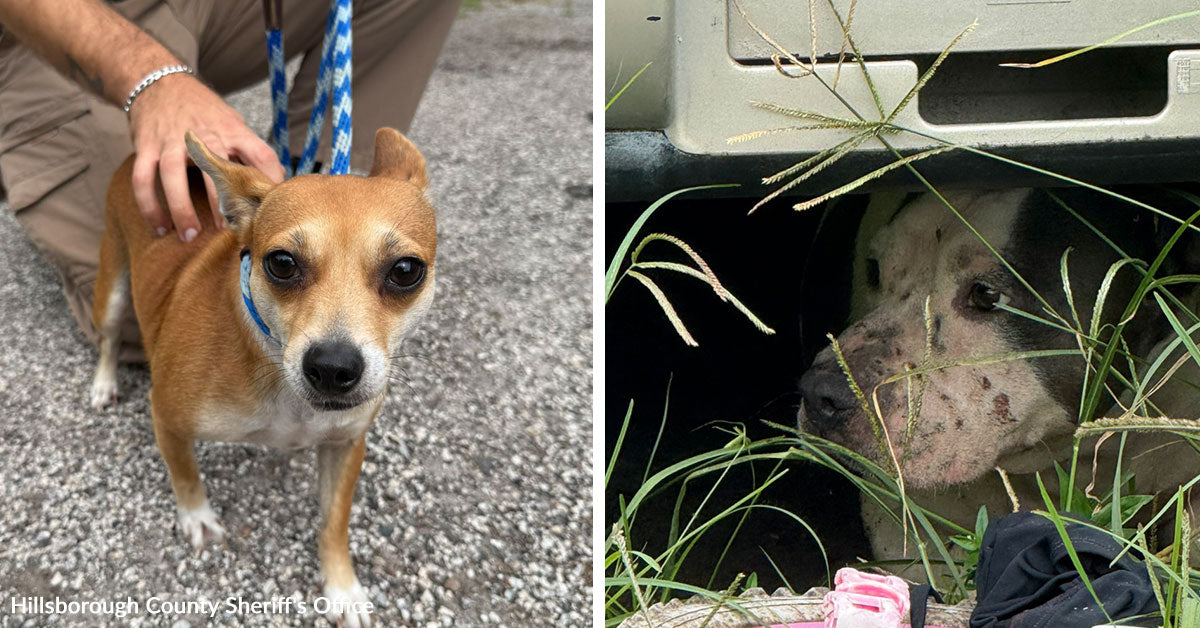 Woman Arrested After Deputies Uncover Severe Animal Cruelty and Child ...