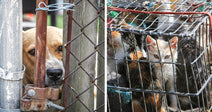 Several cats and kittens are crowded together inside a worn wire cage tied with frayed ropes.
