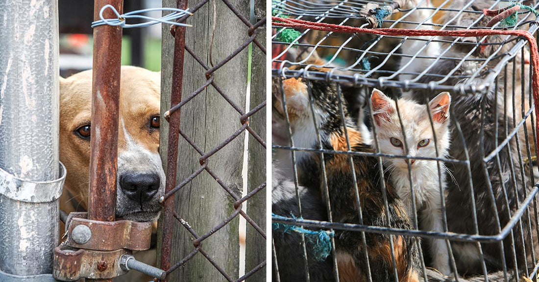 Several cats and kittens are crowded together inside a worn wire cage tied with frayed ropes.
