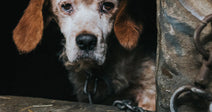 Stop Convicted Animal Abusers From Adopting Pets In The US