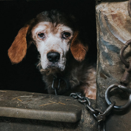 Stop Convicted Animal Abusers From Adopting Pets In The US