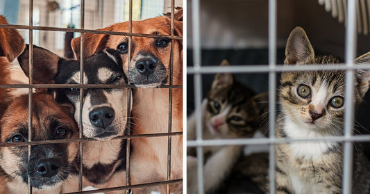 Hundreds Of Hoarded Animals Created A Los Angeles Shelter Crisis