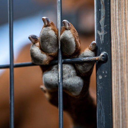 Stop the Tragedy: Prevent Animal Hoarding Crises
