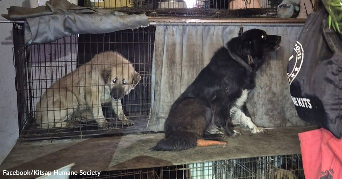 Two dogs in cramped wire cages inside a cluttered indoor space, appearing fearful and neglected.