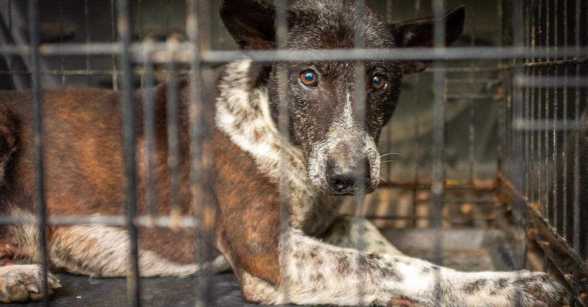 Seven Dogs And A Cat Found Dead In Shocking Animal Neglect ...