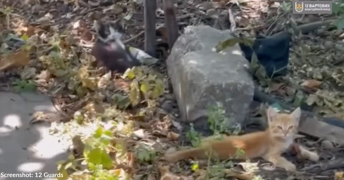 Animal Rescuers Hiding from Russian Drones Hear "Cry For Help"