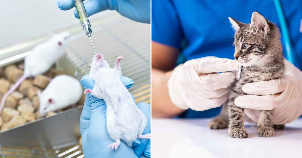 Research Labs Are Killing Animals in Ways That Were Never Supposed to Happen