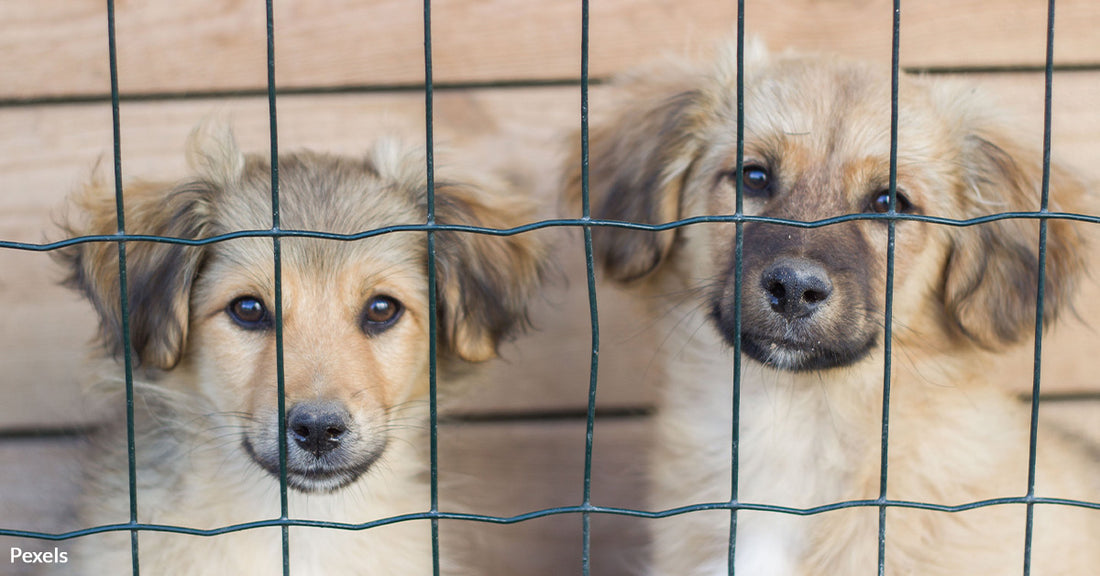 Hundreds of Dogs and Cats Escape Toxic Testing Lab Into Arms of Freedom