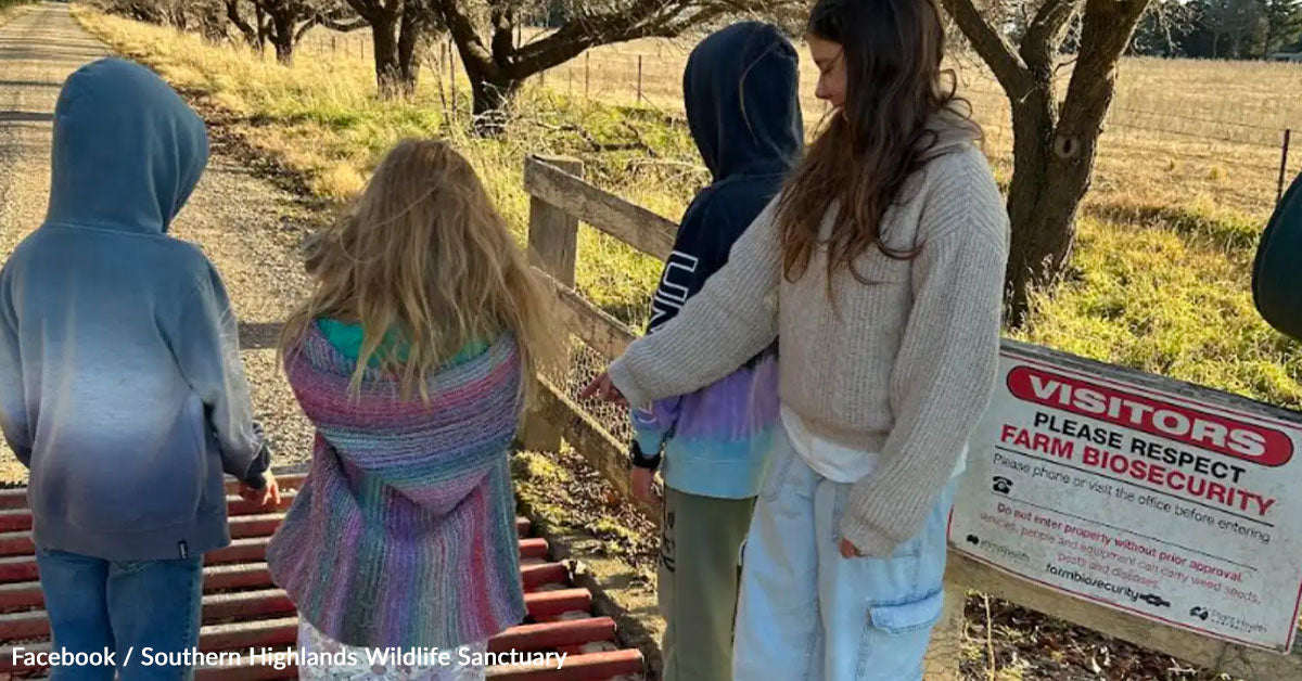 Youngsters Checking The Mailbox Save A Wombat Minutes From Loss of life Youngsters Checking The Mailbox Save A Wombat Minutes From Loss of life