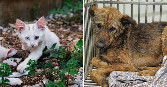On the left, a white kitten with heterochromia crouches among pebbles and plants outdoors; on the right, a thin brindle dog lies in a metal shelter kennel.
