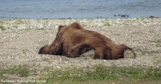 From Bears to Bunnies: Adorable Animals Caught In The Act Of 'Splooting'