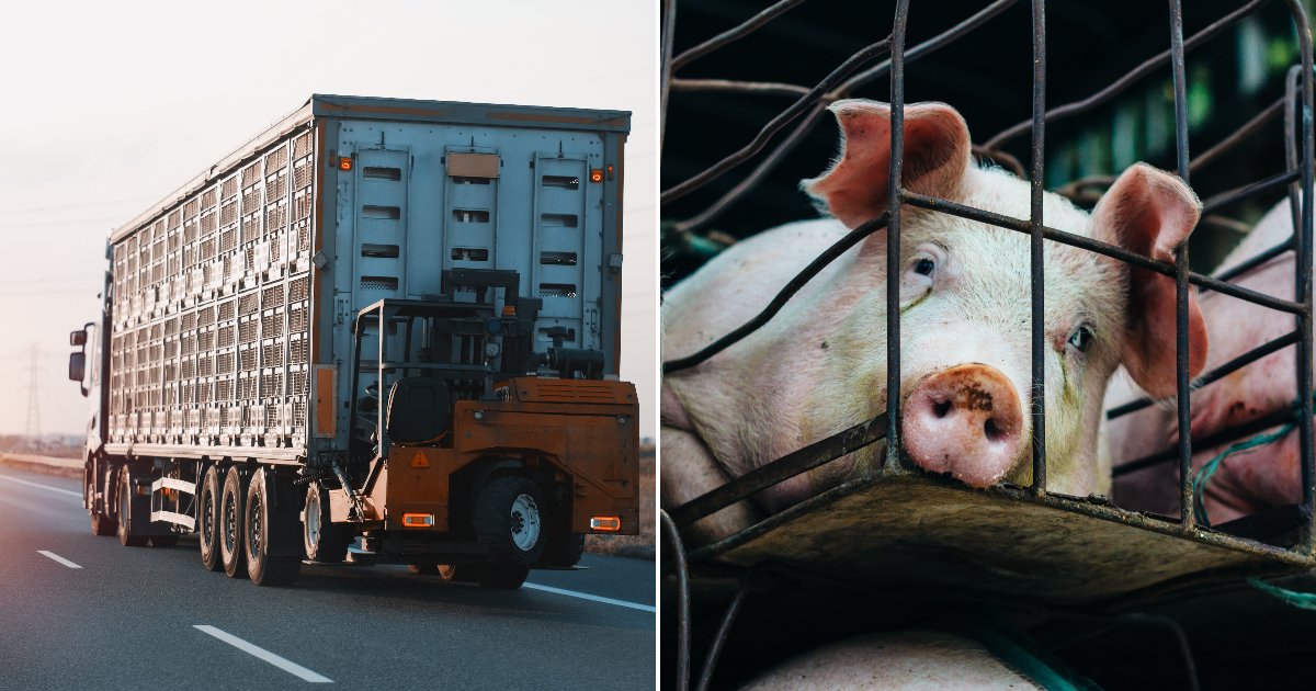 Millions of Animals Are Shipped Every Year With No Temperature Rules to Protect Them