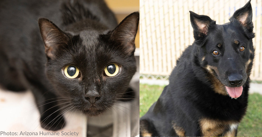 Anonymous Donor Covers Adoption Fees For Black Cats & Dogs At Arizona Shelter