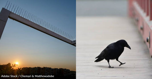 It's Like a Joke, Really,' Crows and Magpies Steal Anti-Bird Spikes to Make Their Nests