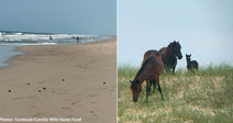 Locals Race to Remove Apples from Outer Banks Beach Before Wild Horses Eat Them