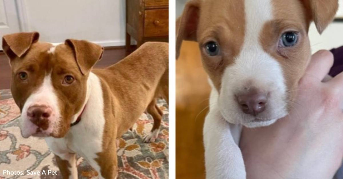 Mama Dog And Her Only Surviving Puppy Catch A Flight To Freedom Together