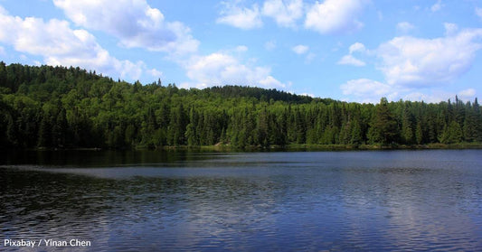 Amid Plans to Increase Logging, Help Us Plant Trees This Arbor Day