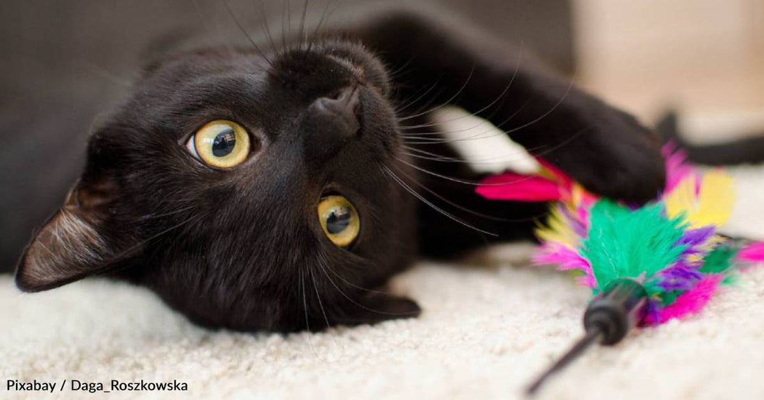 Cat Rescued By Kind Motorist After Trying to Cross Three Lanes of Traffic During Rush Hour