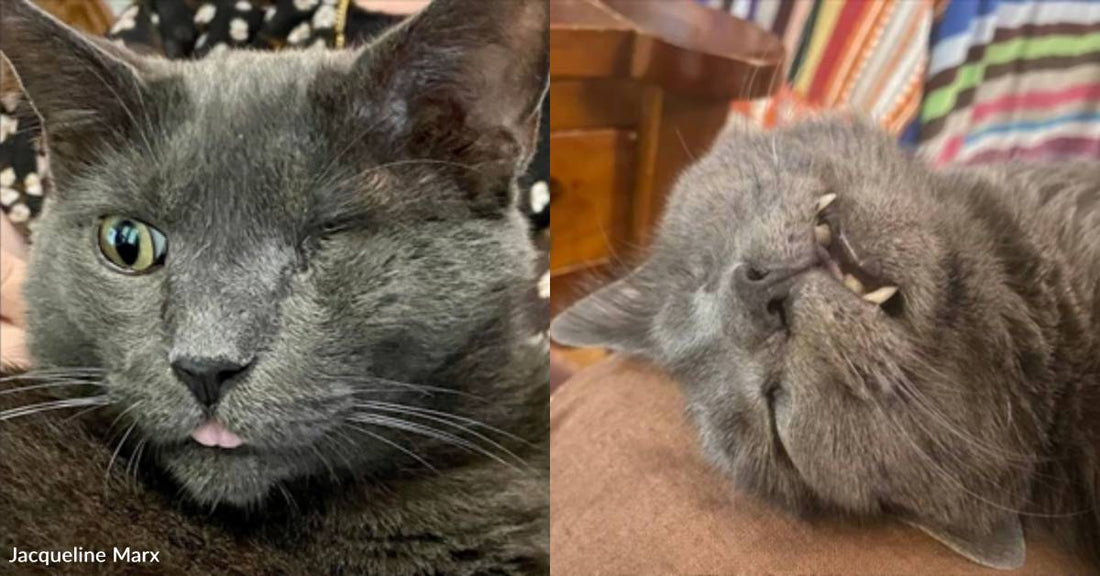 One-Eyed Cat Captures Heart of Shelter Volunteer, Is Now 'Spoiled Rotten' in Her Home