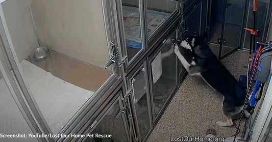 Watch: Clever Shelter Dog Escapes Kennel And Tries To Free His Friends, But Then Police Arrive