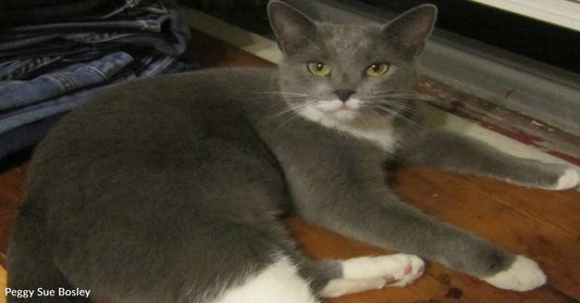 Gray Kitten Found Hiding in a Bucket of Stove Ashes