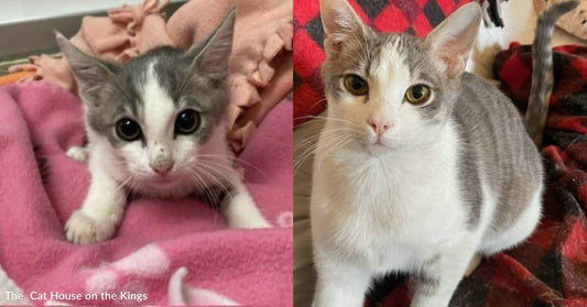 Social Kittens Rescued From a Feral Colony Seek Patient, Understanding Homes