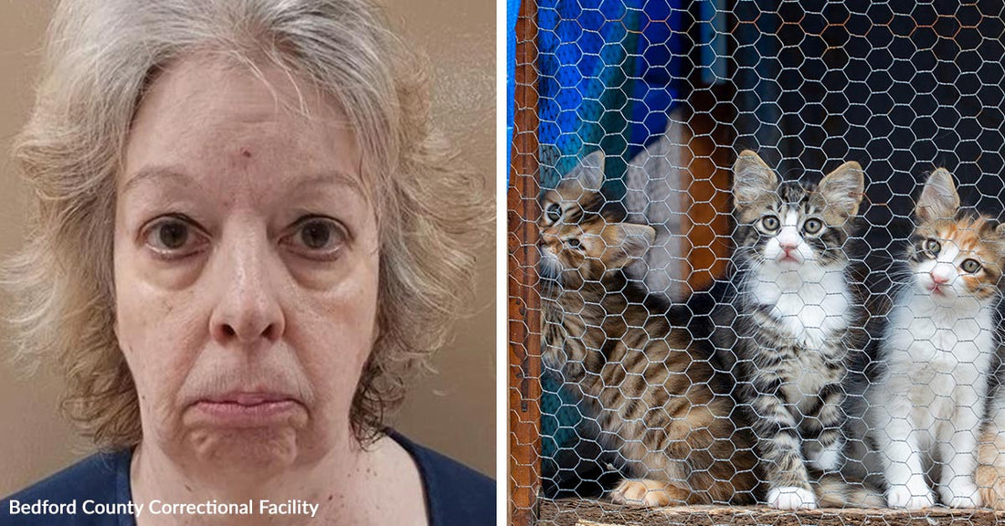 Split image showing a mugshot of an older woman beside three kittens sitting behind chicken wire.