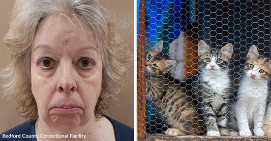 Split image showing a mugshot of an older woman beside three kittens sitting behind chicken wire.