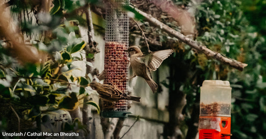 Clever Ways To Attract Birds To Your Garden