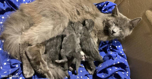 Emaciated Mother Cat and Her Kittens Rescued From Bin