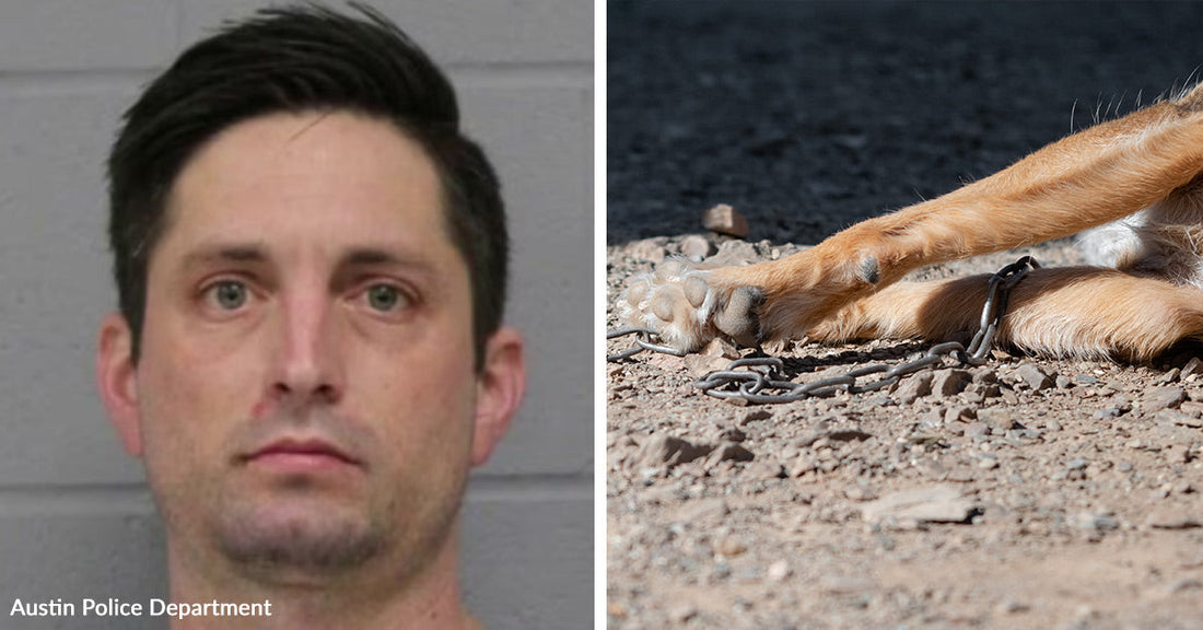 Split image of a man’s mugshot beside a close-up of a dog’s legs chained on rocky ground.