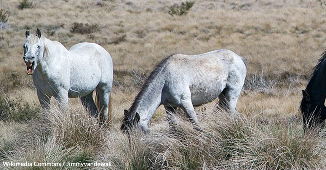 Australia Authorizes Helicopter Shooting to Cull 14,000 Feral Horses