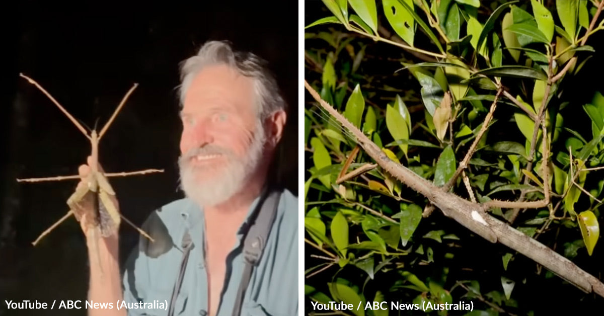 Scientists Uncover Enormous Insect Hidden in Australia’s Rainforest ...