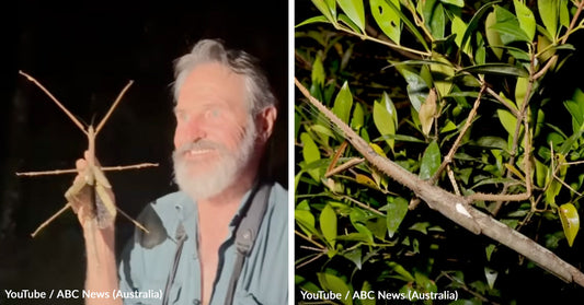 Scientists Uncover Enormous Insect Hidden in Australia’s Rainforest Canopy