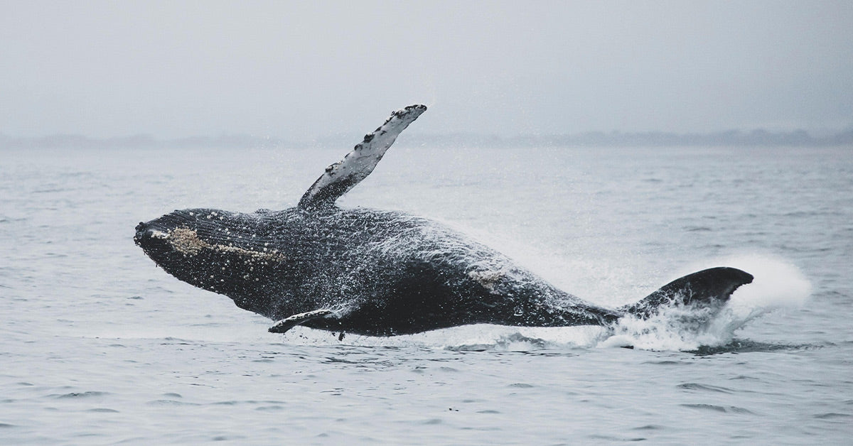 Humpback Whales Crowd Australia’s Coast as Warming Seas Shift Migration Humpback Whales Crowd Australia’s Coast as Warming Seas Shift Migration