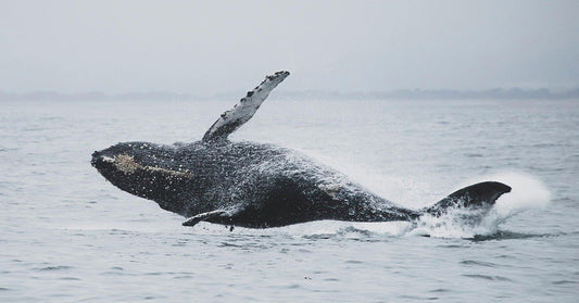 Humpback Whales Crowd Australia’s Coast as Warming Seas Shift Migration