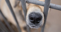 Close-up of a dog’s nose and muzzle pressed between vertical metal kennel bars.