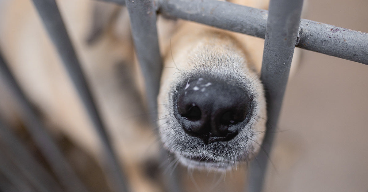 Australia Forces Over 845,000 Animals to Endure Brutal Lab Struggling Each Yr Australia Forces Over 845,000 Animals to Endure Brutal Lab Struggling Each Yr