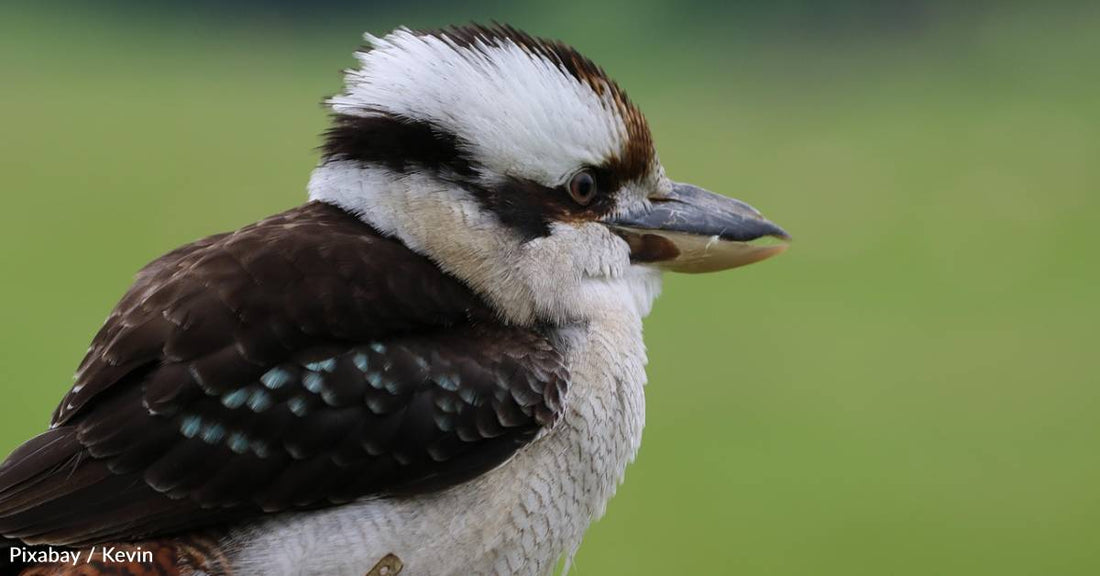 Five Bird Species in Australia Capable of Sex-Reversal, Study Finds