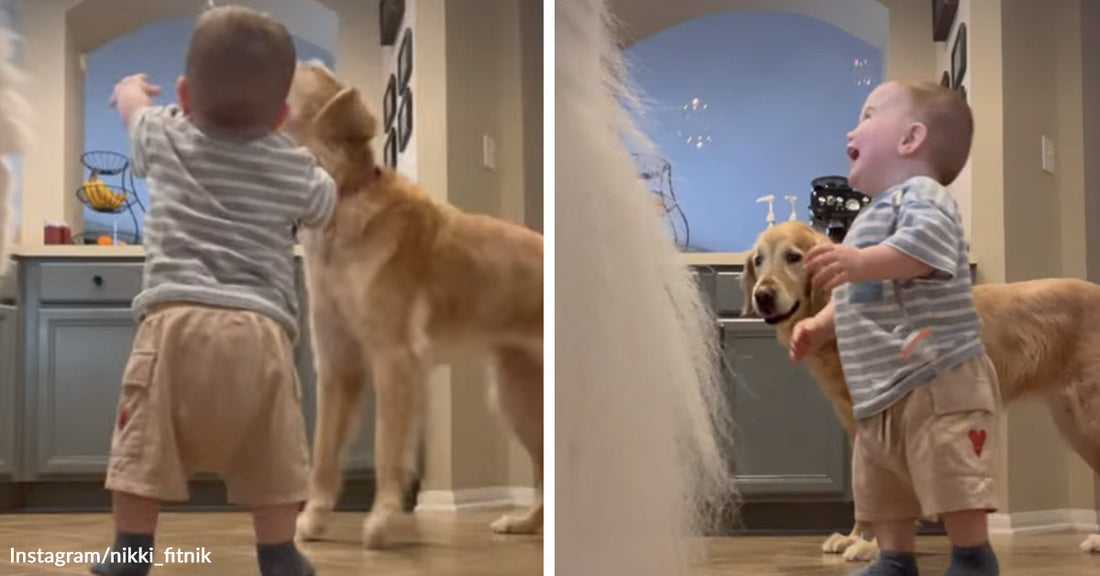 Split image of a toddler laughing and pointing while standing near a golden retriever in a kitchen.