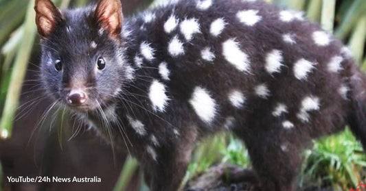 Experts Are Ecstatic Over the Baby Boom of Near-Extinct Marsupials