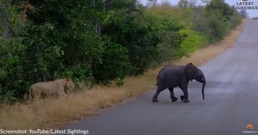 Baby Elephant Separated From Its Mother Fends Off Lions In Kruger National Park